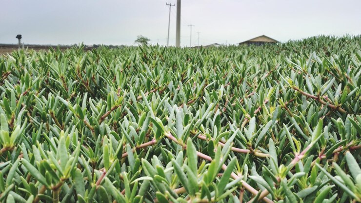 Sisal fibers
